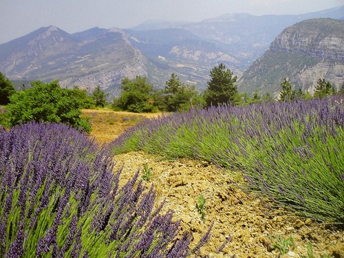  pictures of provence