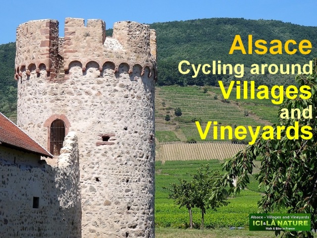 alsace biking cycling tour holidays wine road trip