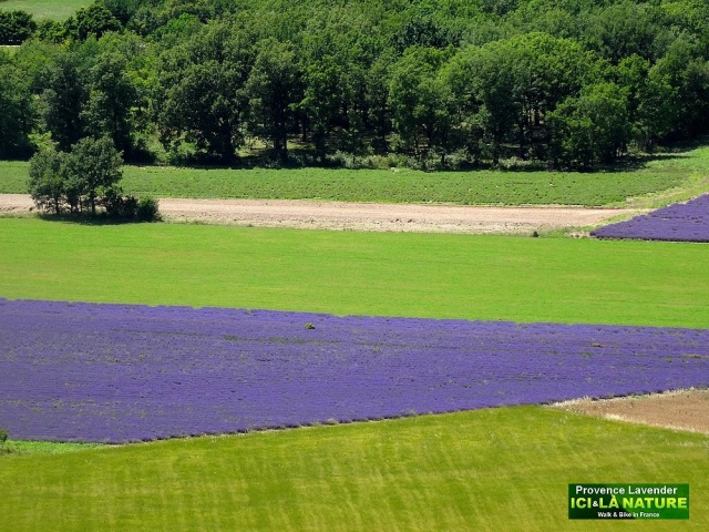 29-biking tours in provence lavender tour